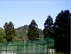 �e�j�X�R�[�g